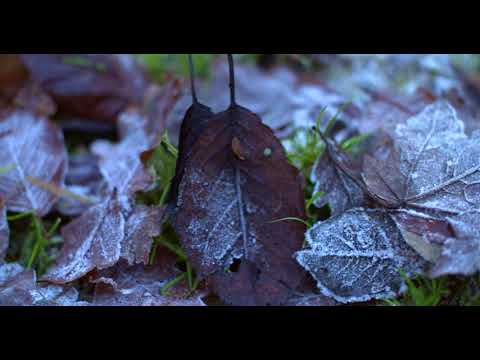 Frozen Leaves Tracking@グローバルライフ株式会社
