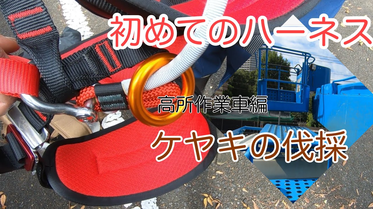 初めてのMyハーネス　ケヤキの伐採(高所作業車)