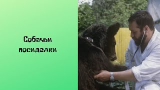 Южнорусская овчарка (1 часть)