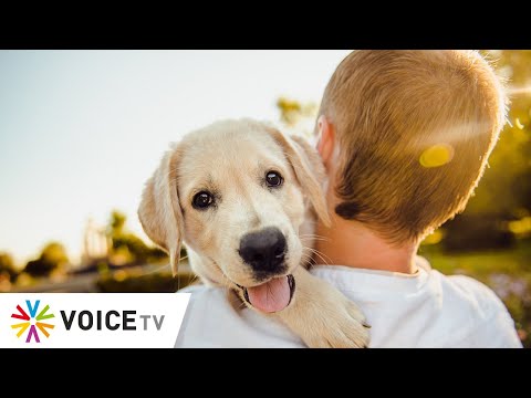 วีดีโอ: เจ้าของสุนัขมีความเสี่ยงต่อการเสียชีวิตลดลง จากการศึกษาวิจัย