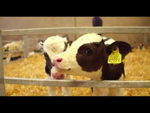 Calf Rearing -