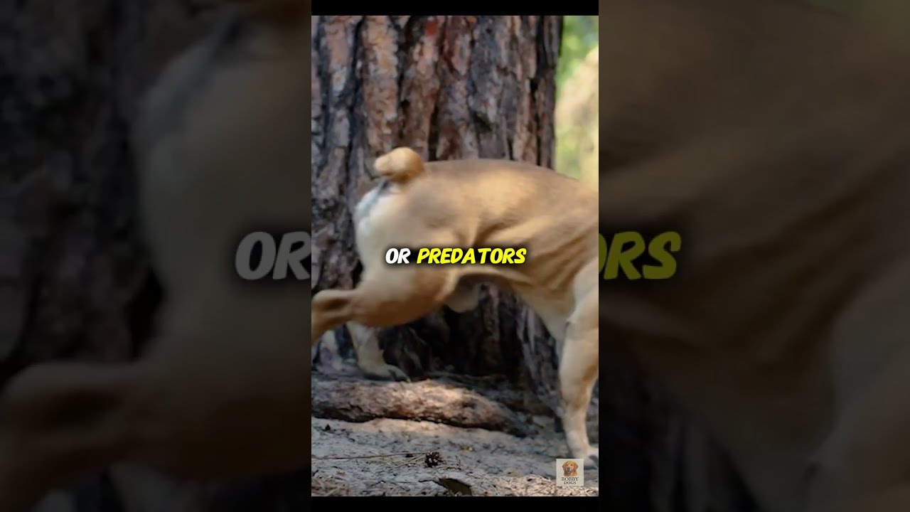  The Bizarre Reason Dogs Spin Before Pooping You Won T Believe 3
