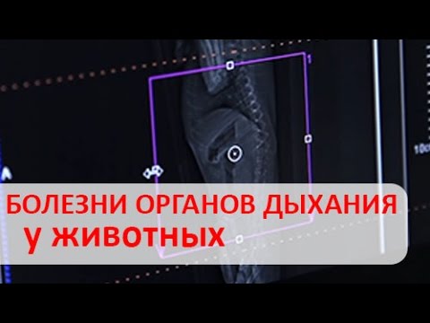 Видео: Могут ли домашние животные заболеть высотной болезнью? - Симптомы высотной болезни у домашних животных