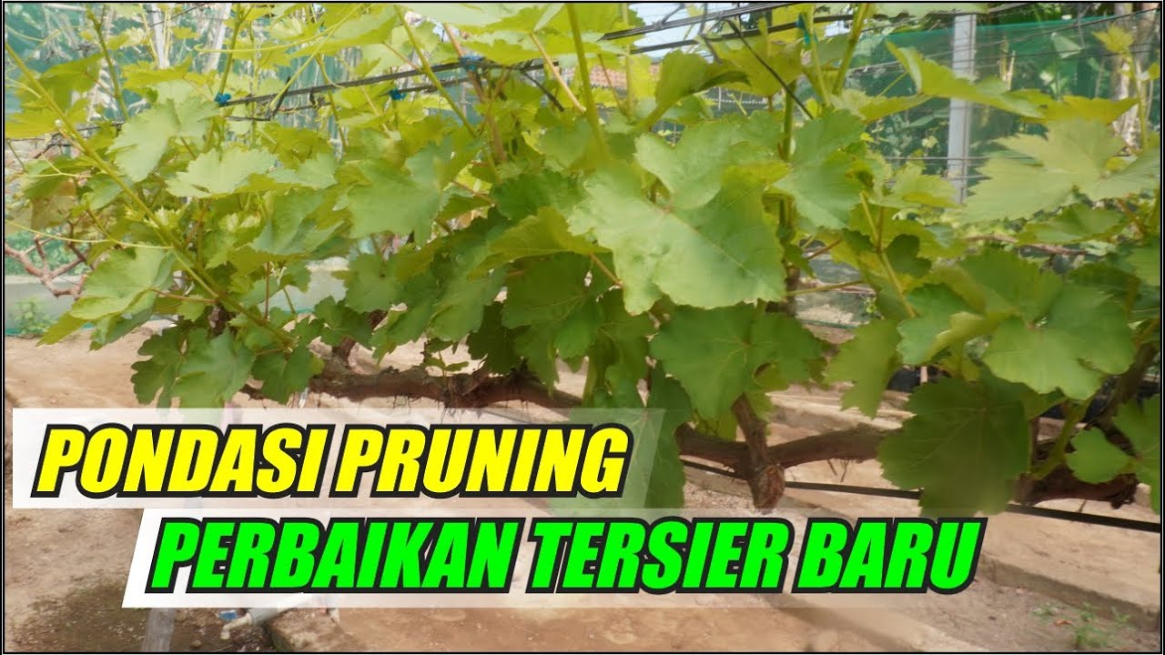 PONDASI PRUNING PERBAIKAN TERSIER BARU