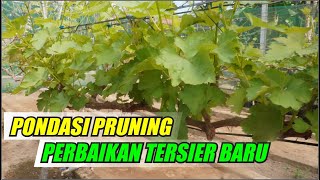 PONDASI PRUNING PERBAIKAN TERSIER BARU