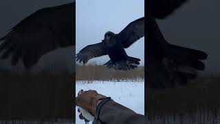 #crow #aboutbirds #animal #raven #воронгоша #birdtraining #trainingravens