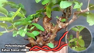 Making a guava bonsai tree from a graft