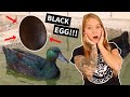 Cayuga ducks  black duck lays black eggs