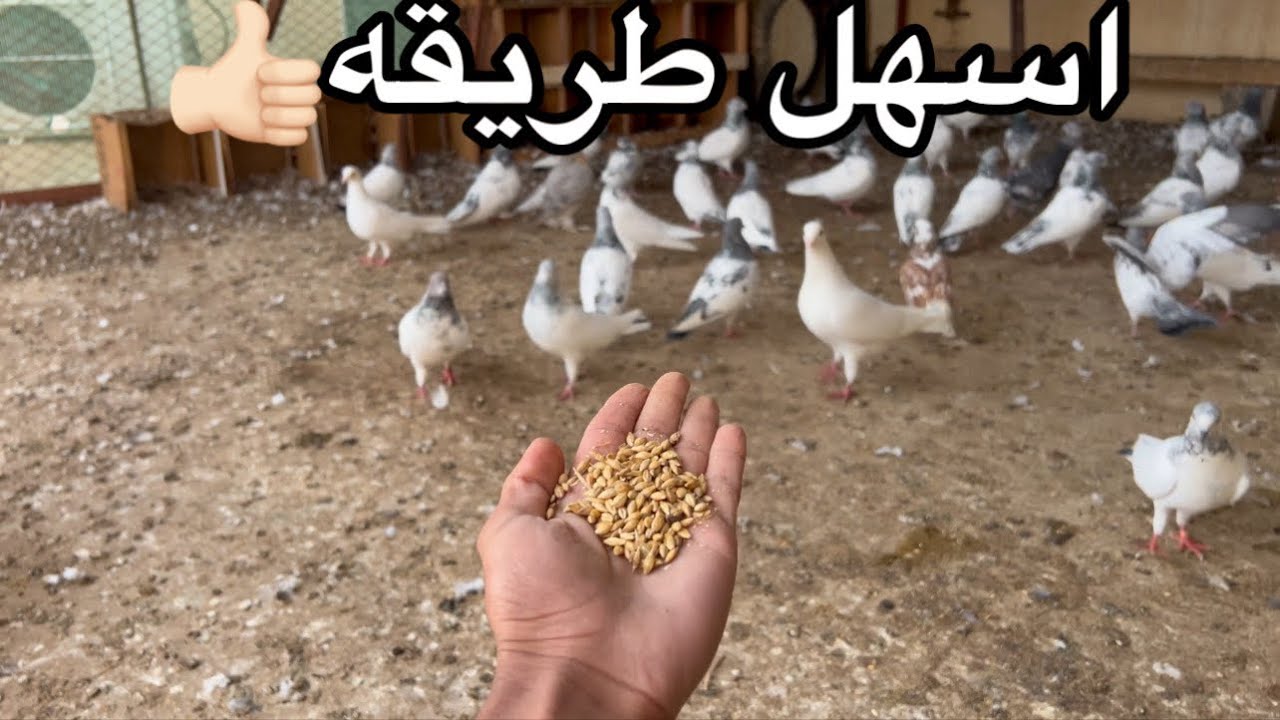 كيف توكل الحمام على يدك وكيف تعوده على التصفير🕊️
