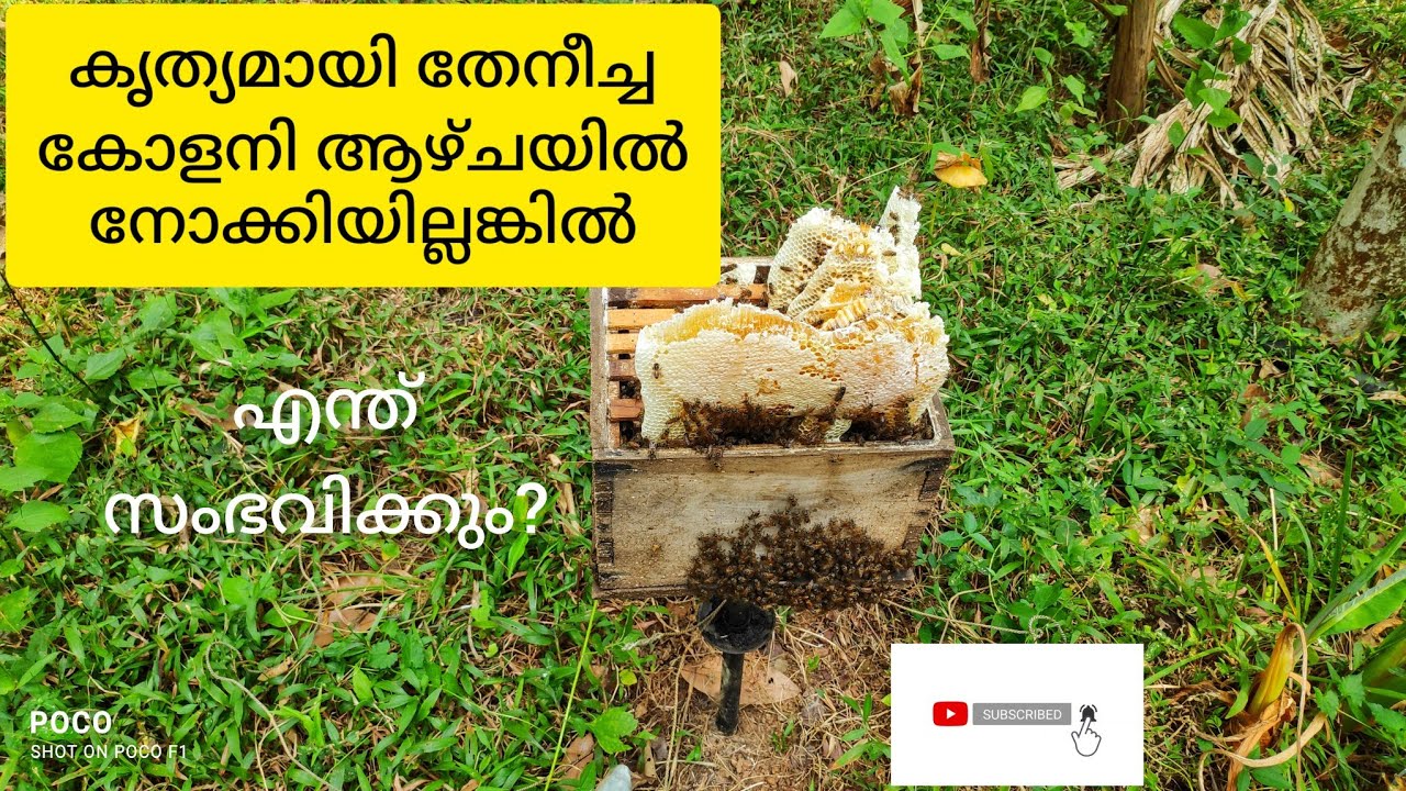 #video കൃത്യമായി ആഴ്ചയിൽ തേനീച്ച കോളനി നോക്കി കാര്യങ്ങൾ ചെയ്തില്ലങ്കിൽ എന്ത് സംഭവിക്കും???