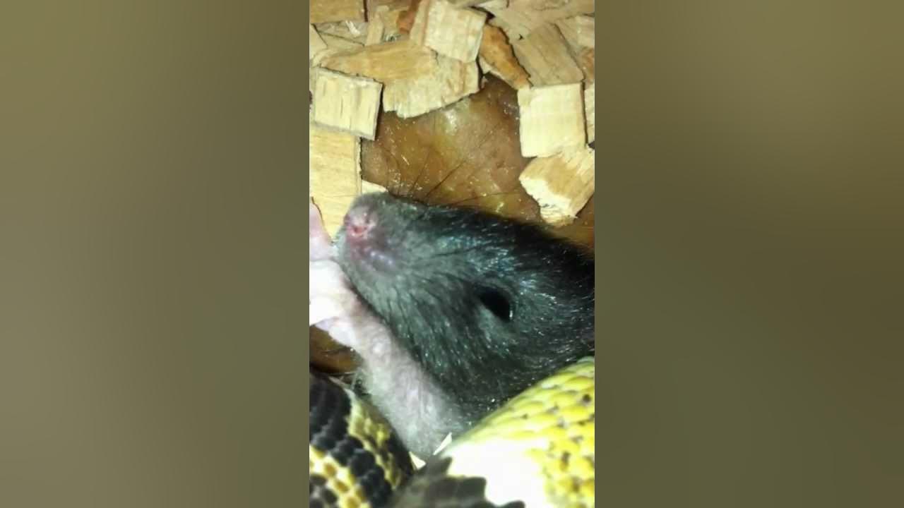 Attaque extrêmement violente rat vs python 1/2 - YouTube