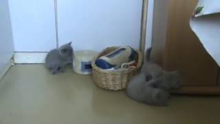 Игры. Британские котята. Питомник Silvery Snow Игры. Британские котята. Питомник Silvery Snow