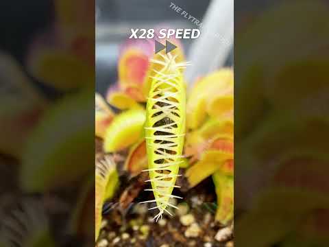Beetle vs Flytrap