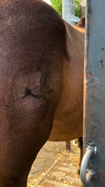 Freeze Branding time! #horse #horses #animals #animal #freezebranding #branding