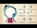 Glomerulonefritis 1