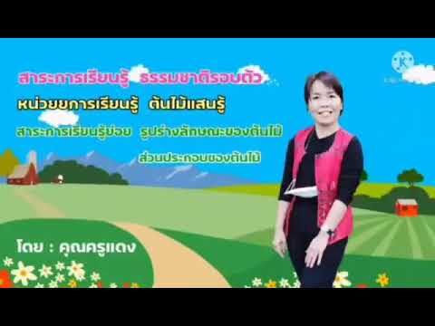 หน่วย ต้นไม้แสนรัก เรื่อง รูปร่างลักษณะและส่วนประกอบของต้นไม้