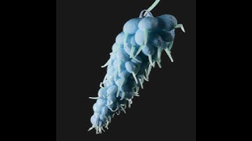 Flower blooming cinema 4d #art #3danimation #flowers #animation #digitalart #nature