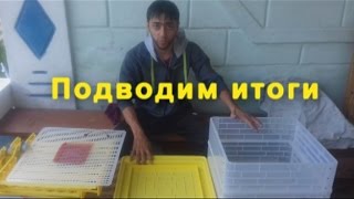 Китайский инкубатор   Ответы на вопросы   Подводим итоги