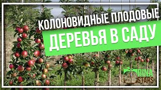 Колоновидные плодовые деревья в саду. Колоновидная яблоня. Карликовая яблоня.