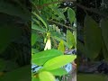 Custard apple plant blooms