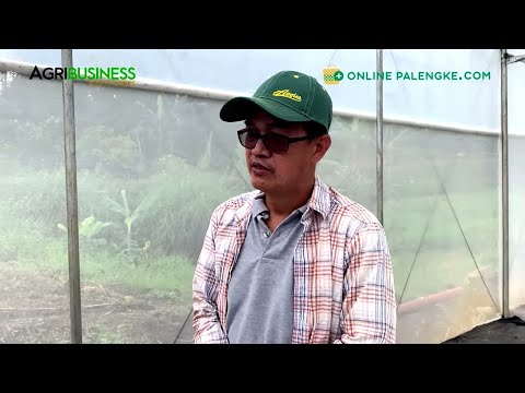 Video: Drip irrigation sa greenhouse. Ipatak ang hose. Do-it-yourself drip irrigation ng greenhouse