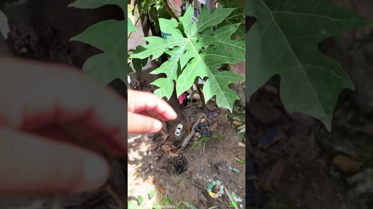 Vai sair fedendo a titica de galinha 