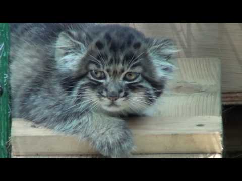 Pallas Cat Kittens - 9 weeks old pt1