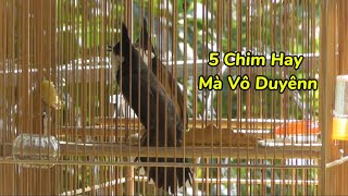 Download Lagu 29.11 - 5 Chim Hay Mà Vô Duyên Chia AE Giá Hợp Lý / Bộ Đẹp , Nết Hay Mãn Nhãn MP3