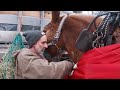 Lunch Time For The Horses On Jim's Log Job