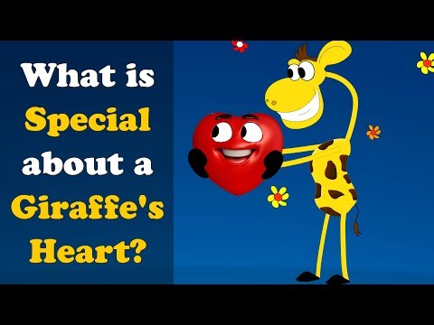 What is Special about a Giraffes Heart? + more videos | #aumsum #kids #science #education #children