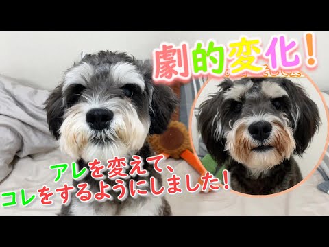 え！髭焼けが改善！？たった二つの事でここまで白く！？【ミニチュアシュナウザー】