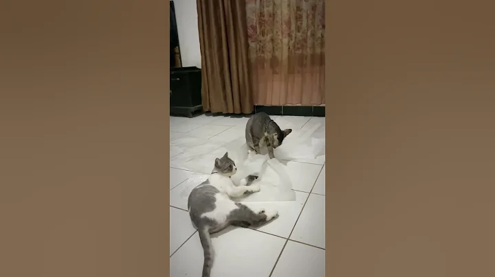 Video 10749891: cats catlover kucing, kucing cute catlover, cat vs cute