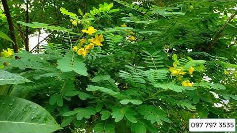 Bán cây điệp vàng từ cây giống đến cây to 0977973535