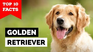 Golden Retriever  Top 10 Facts