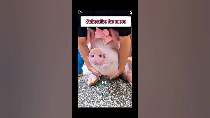 RESCUE PIGLET from falling off a truck to finding love and home again ❤️🐷#shortsvideos