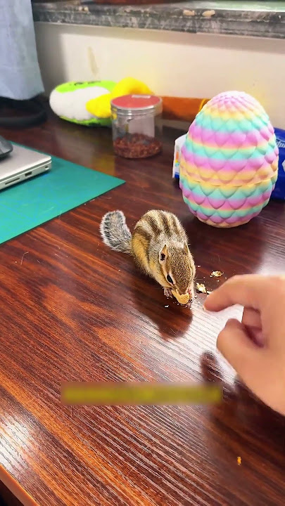 Alvin Kuyruğunu Sevdiriyor