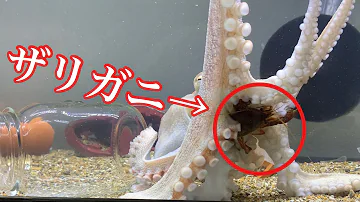 タコに餌やり