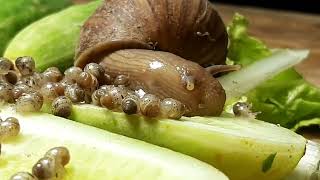 In the rainy season, suddenly there are many snails small coming out two in of the ground,