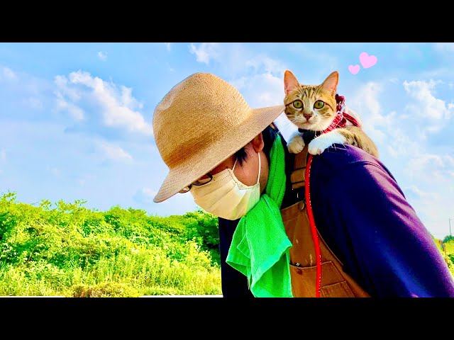 パパのおんぶが好きすぎて畑開拓中もずっとくっ付いて離れない子猫