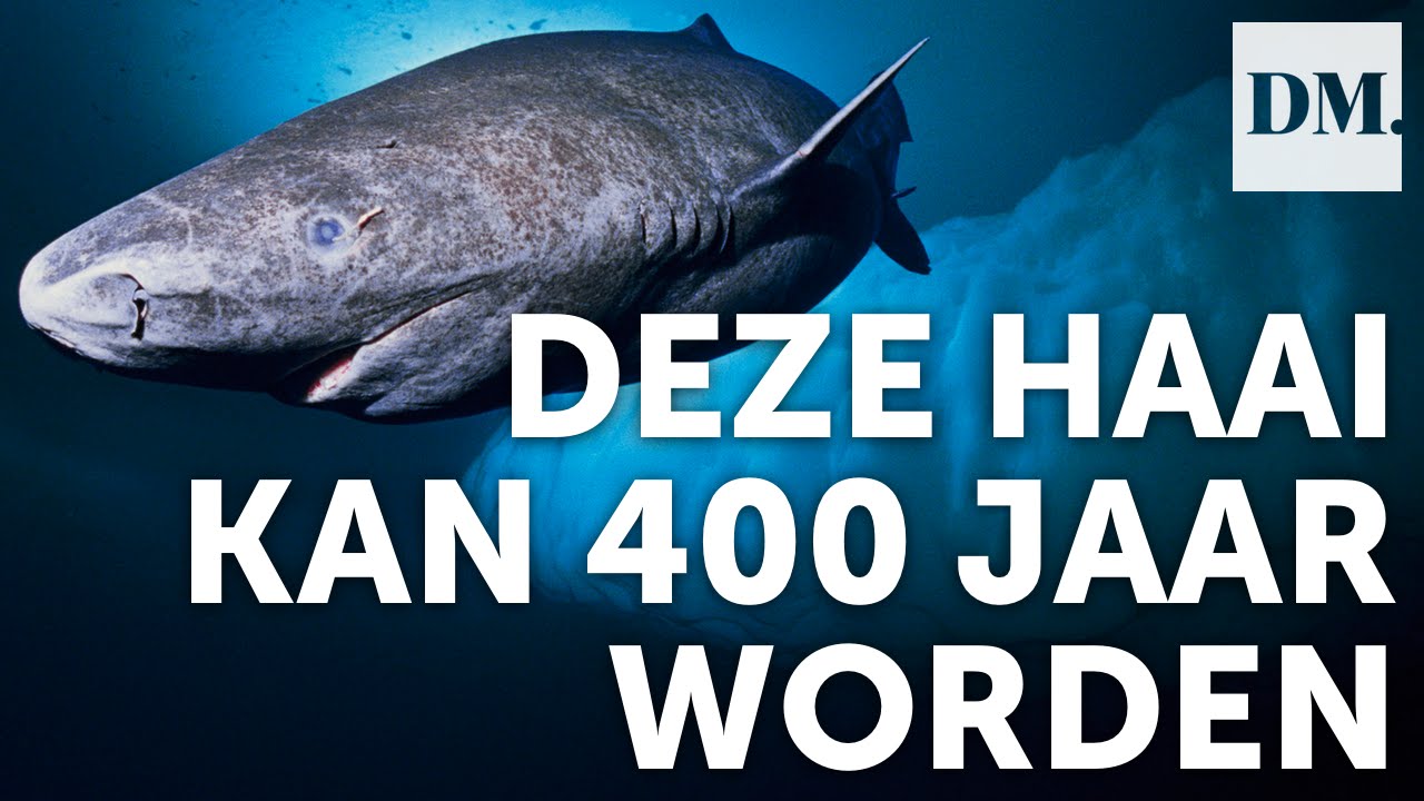 Deze Haai Kan 400 Jaar Worden - Youtube