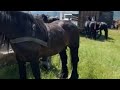 Коні Ваговози/ Румунія Кінний базар Сігет...🐎🐴👍💯🤗💣