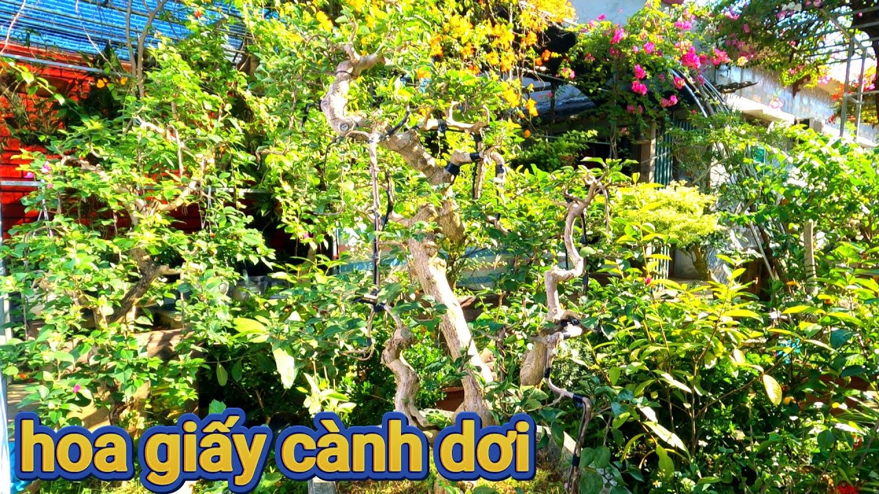 cách làm cây hoa giấy cành rơi // liệu có nở hoa tết - YouTube