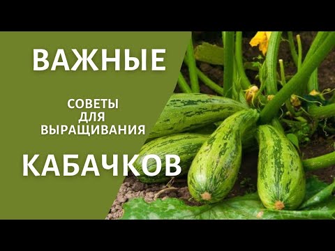 Самые распространенные проблемы с кабачками. Что делать и как исправить?