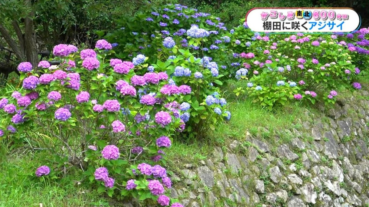 600km Across Kagoshima] Blue, white, pink Over 500 hydrangeas
