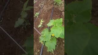 Emeğinin Karşılığını Alan Çiftçinin Mahsulü.