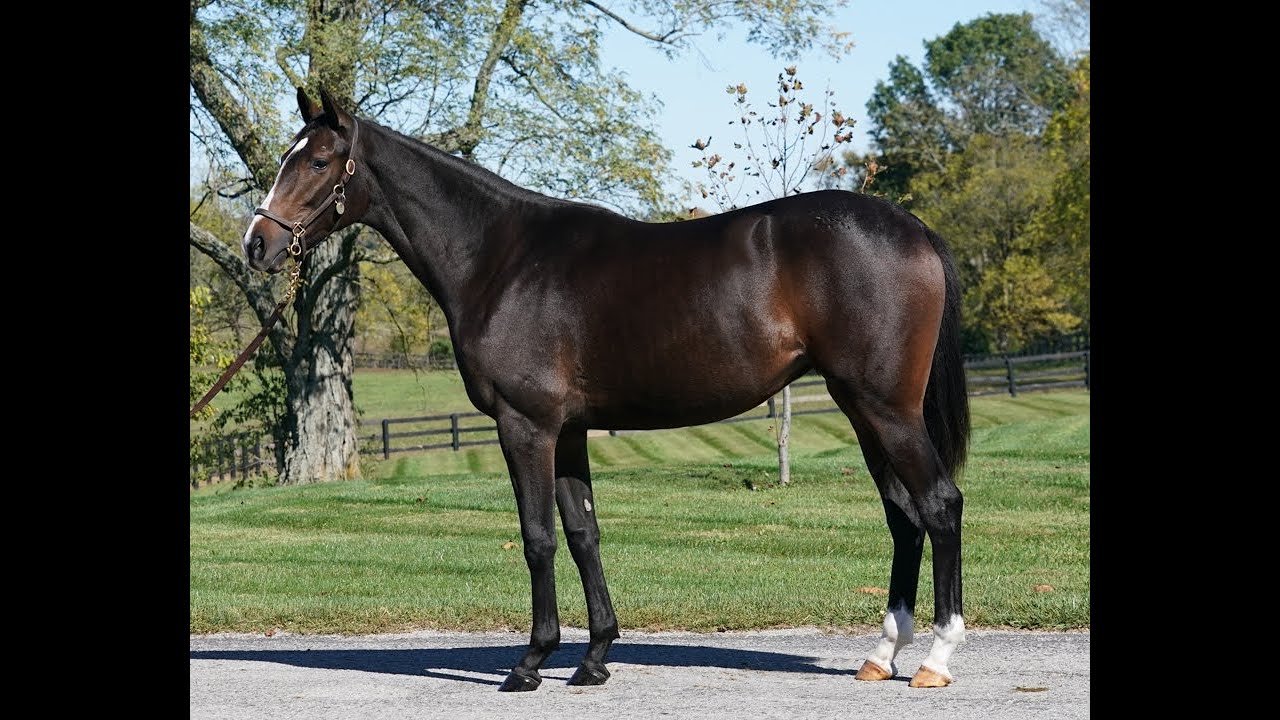 Hip 1036 KITTEN'S JOY x WILD ABOUT HARRY