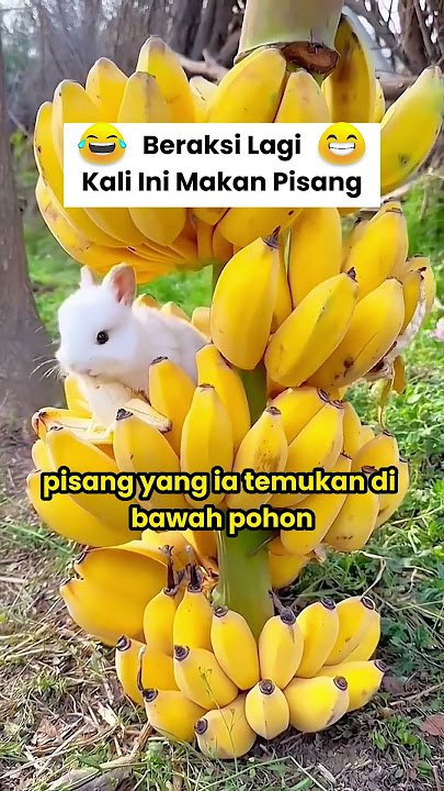 Part II Beraksi Lagi