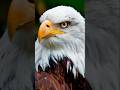 ये पक्षी क्यों है सबसे खतरनाक शिकारी? #amazingfacts #animals #facts