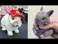 Funniest Rabbit Videos Ever