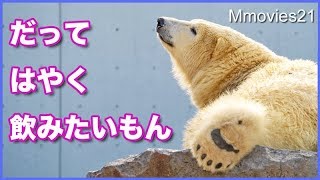 波のぶつけ合いでワイルドなララ　早く飲みたいリラの仕草が可愛い　Polar Bears